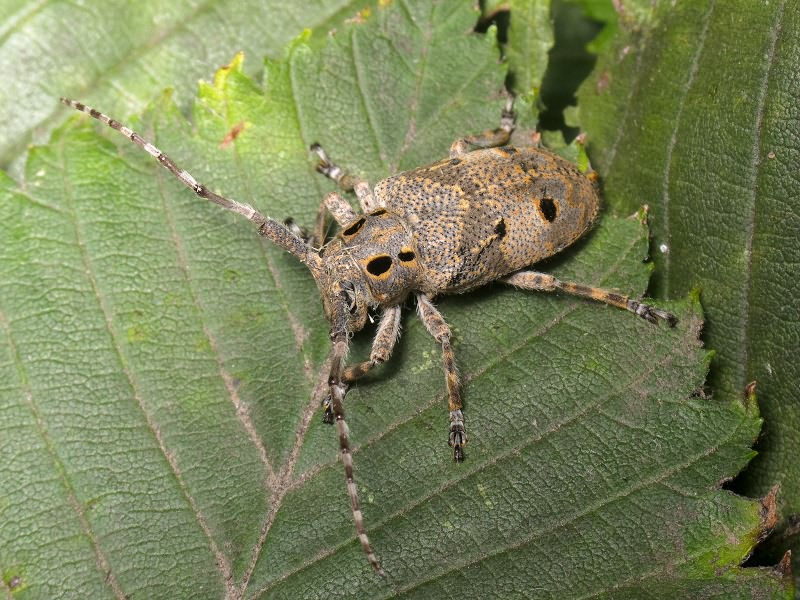Mesosa curculionoides (Linnaeus, 1761)